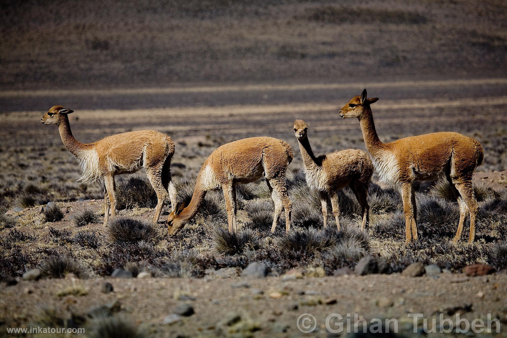 Photo of Peru