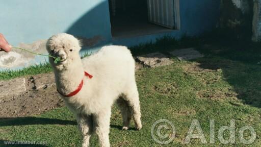 Photo of Peru