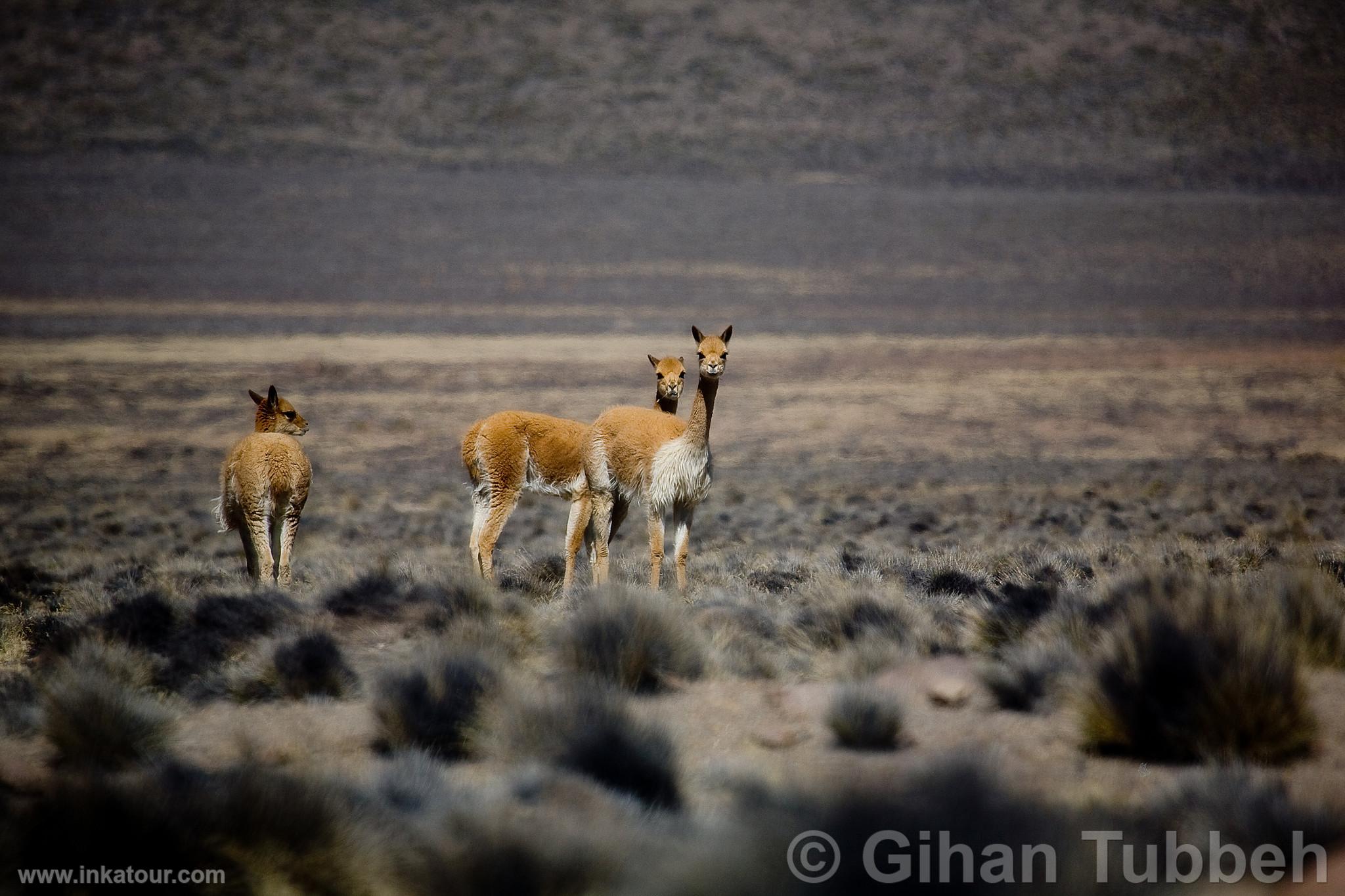 Photo of Peru