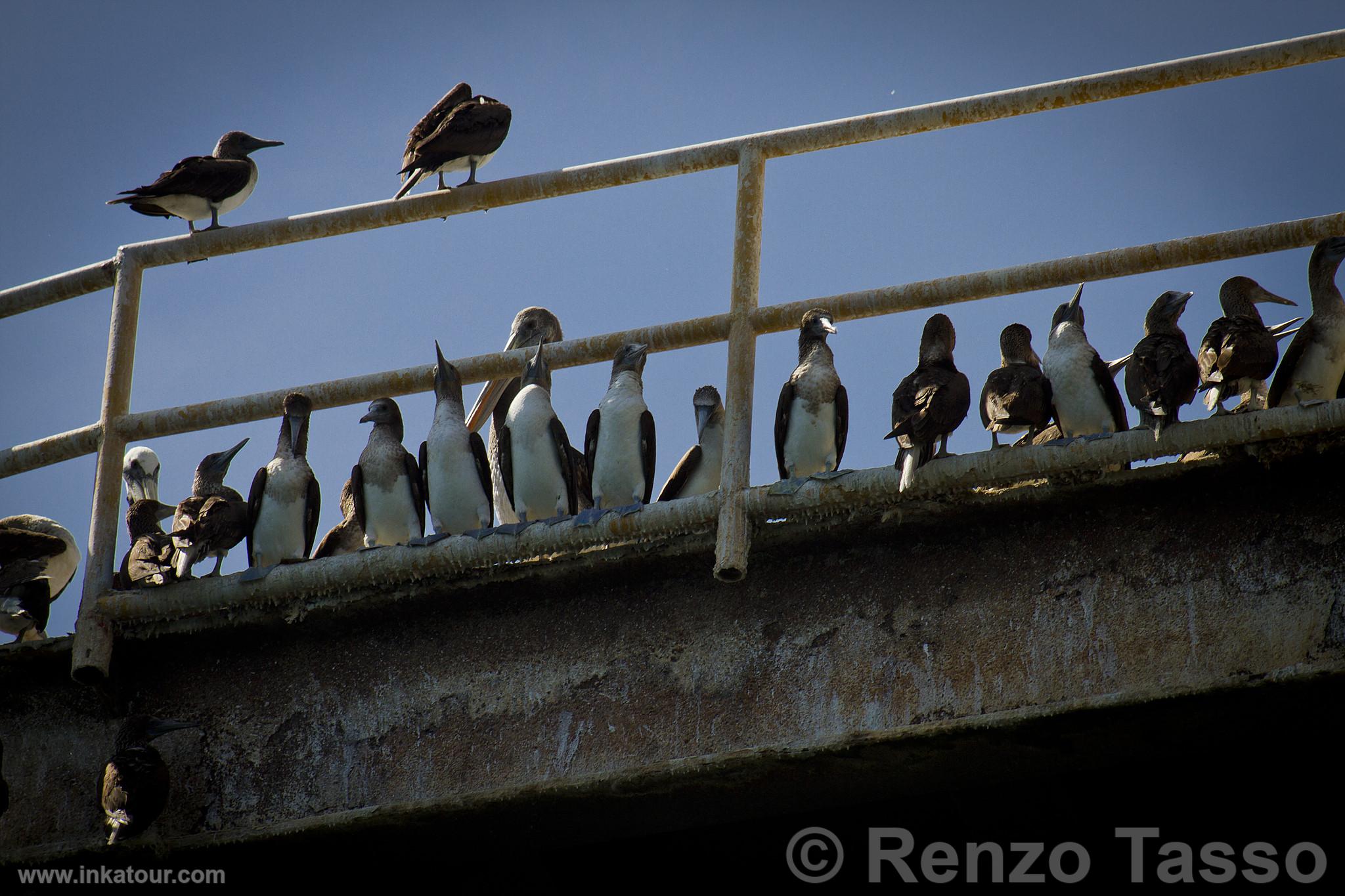 Photo of Peru