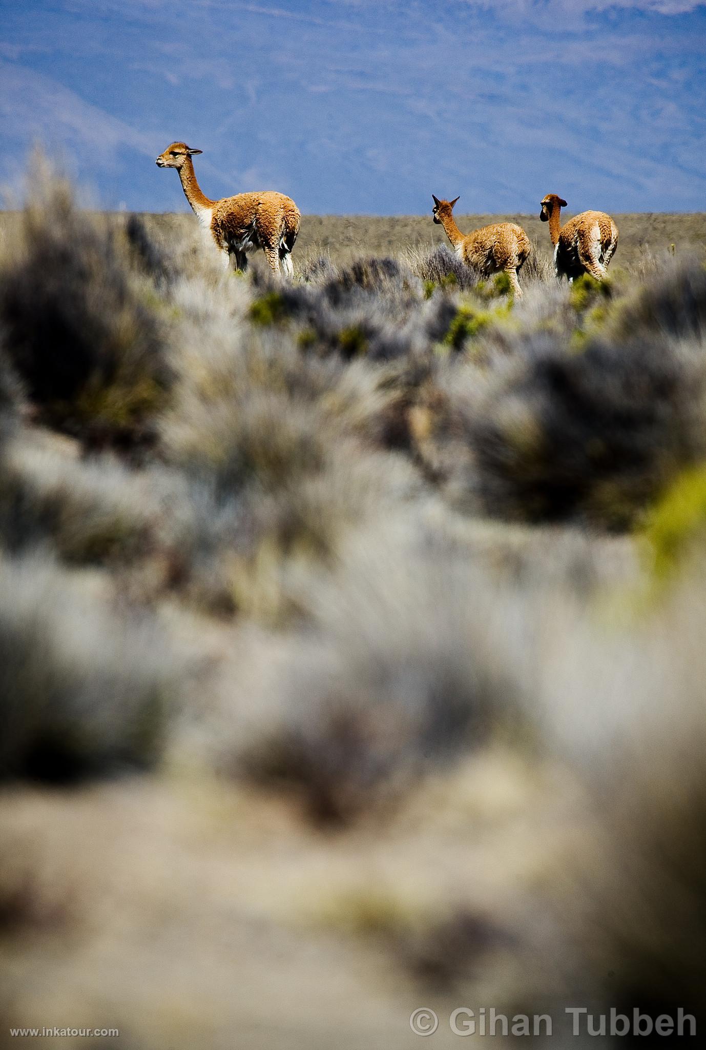 Photo of Peru