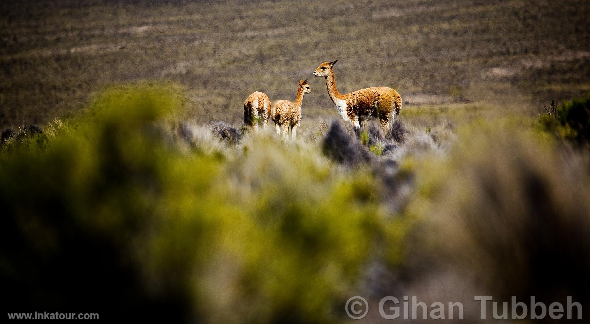 Photo of Peru