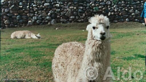 Photo of Peru