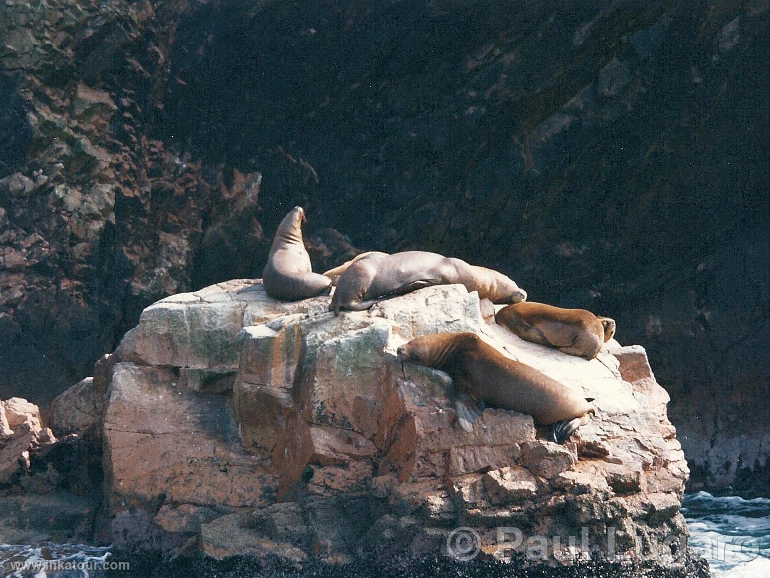 Ballestas, Paracas