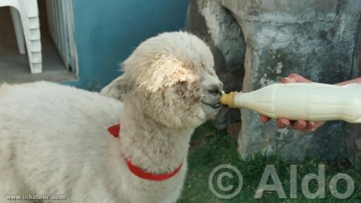 Photo of Peru