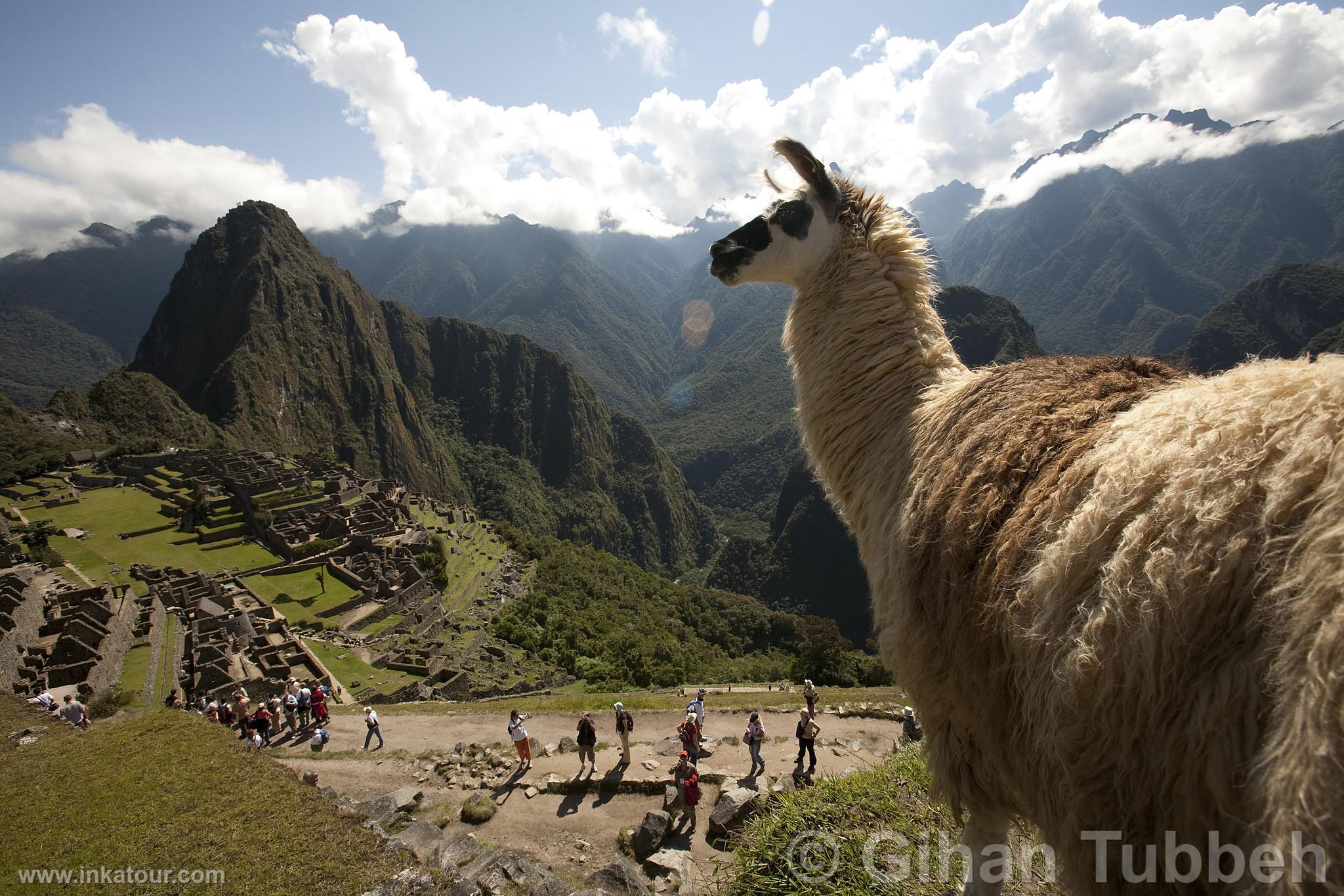 Citadel of Machu Picchu