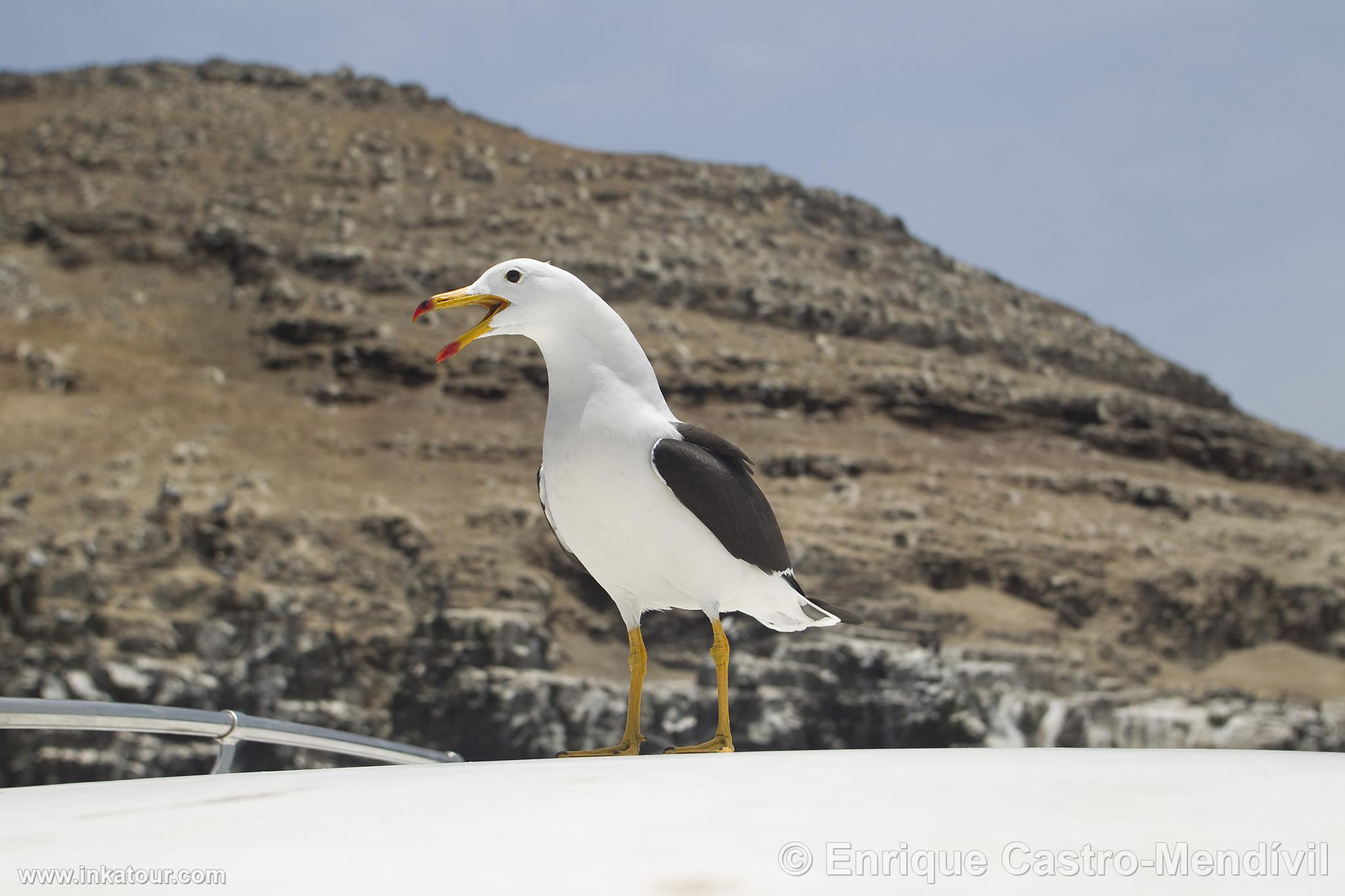 Photo of Peru