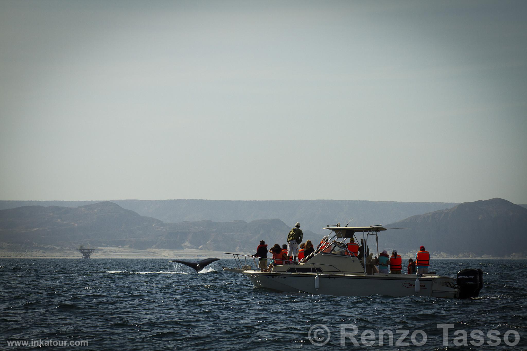 Whale Watching