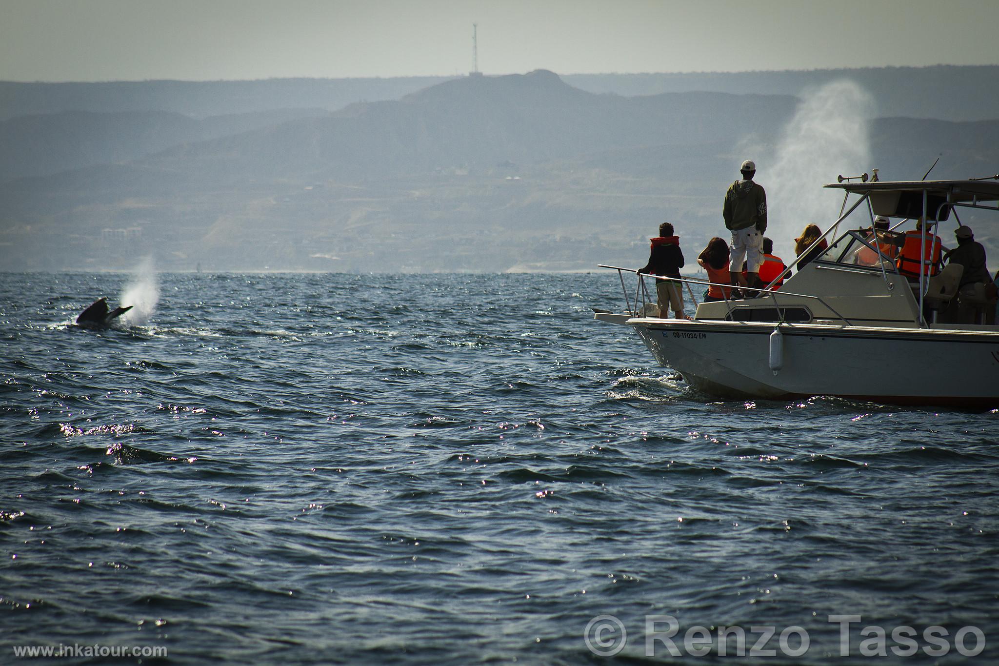 Whale Watching