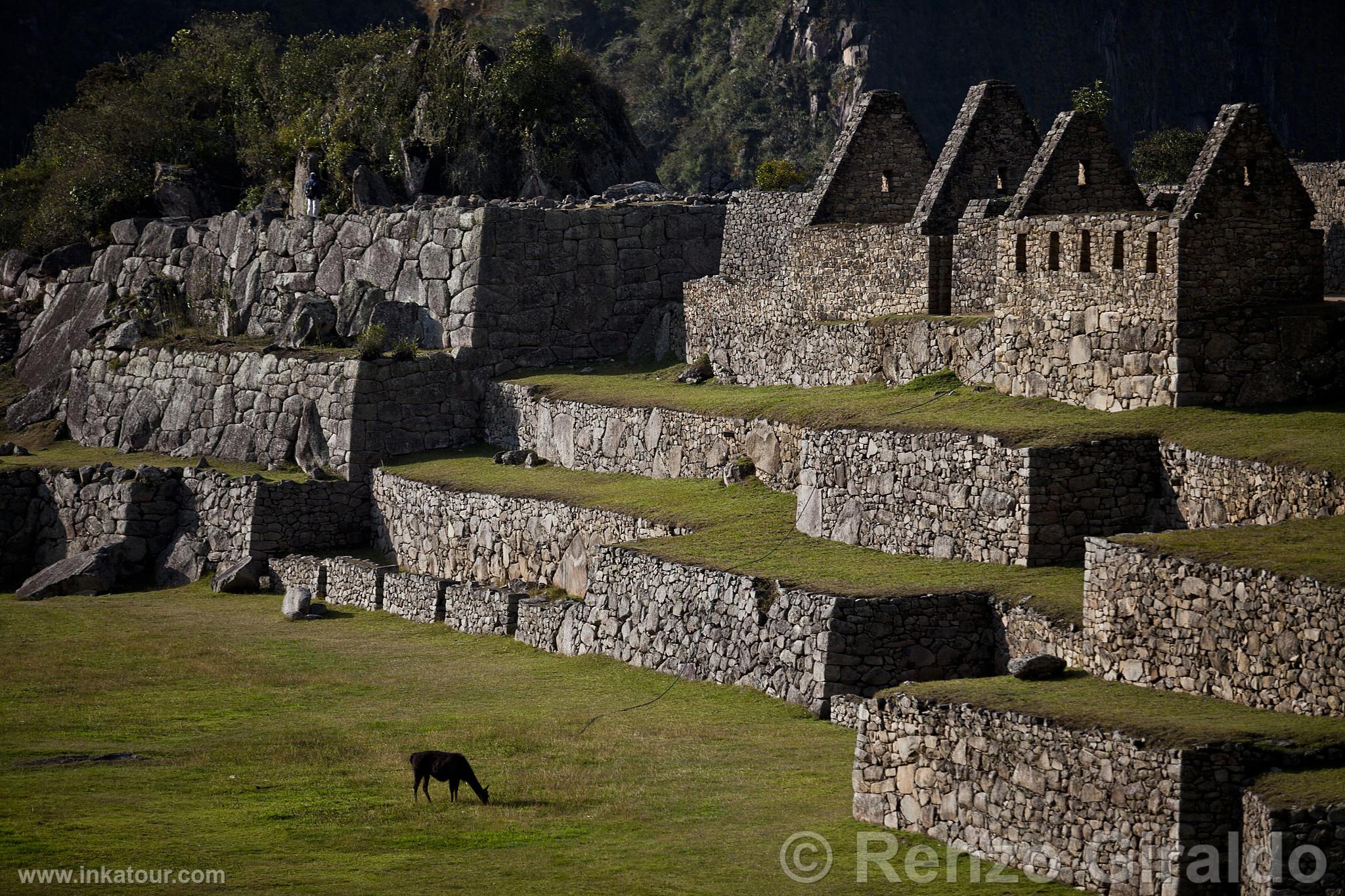 Citadel of Machu Picchu