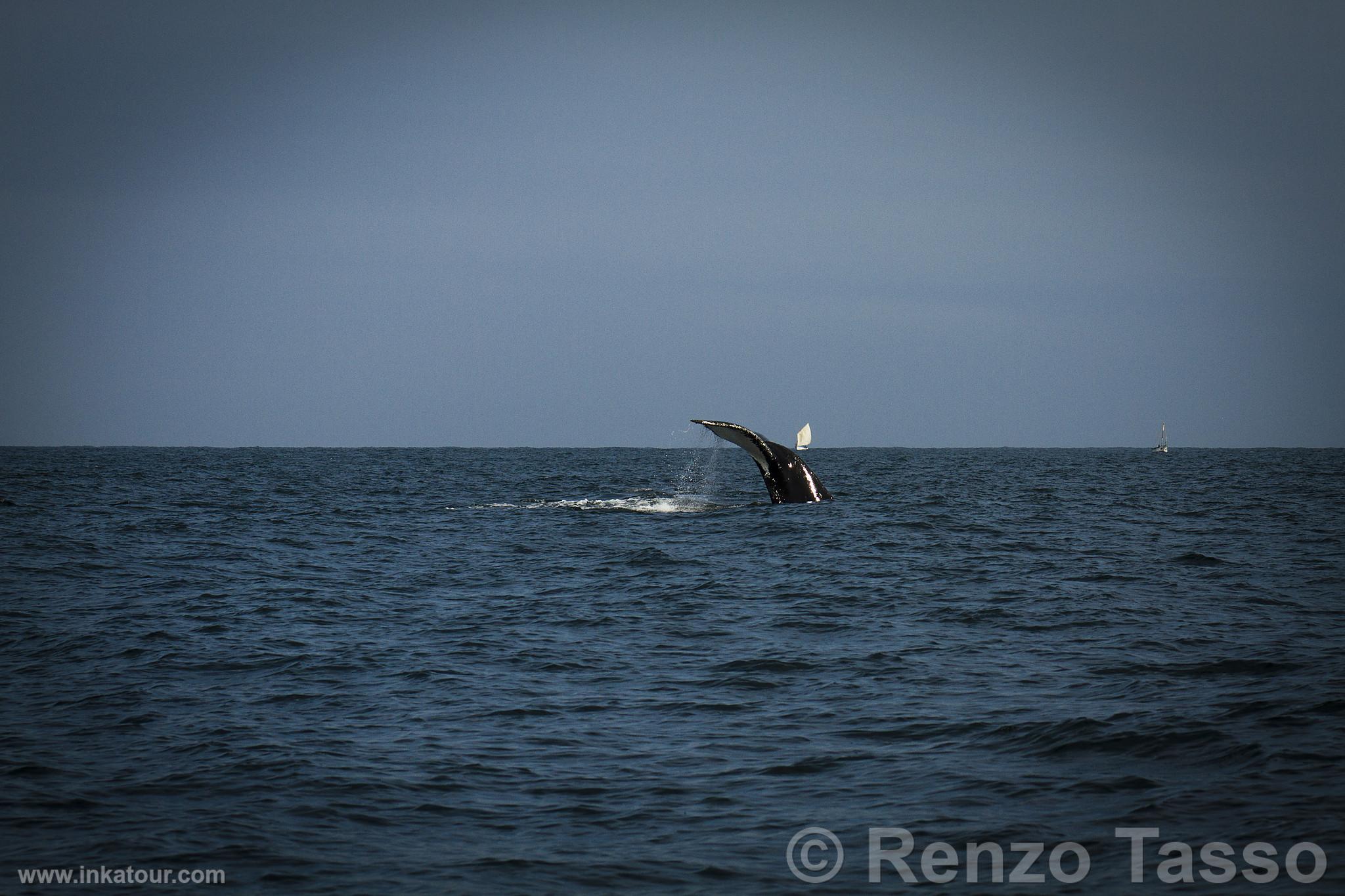 Whale Watching