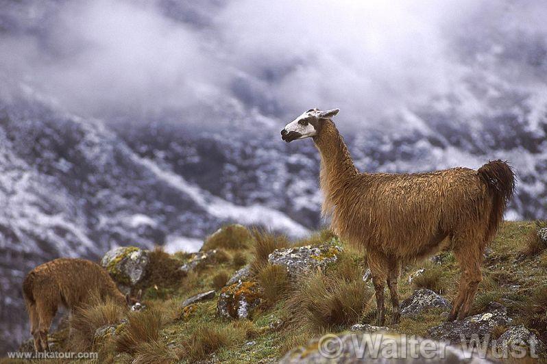 Photo of Peru