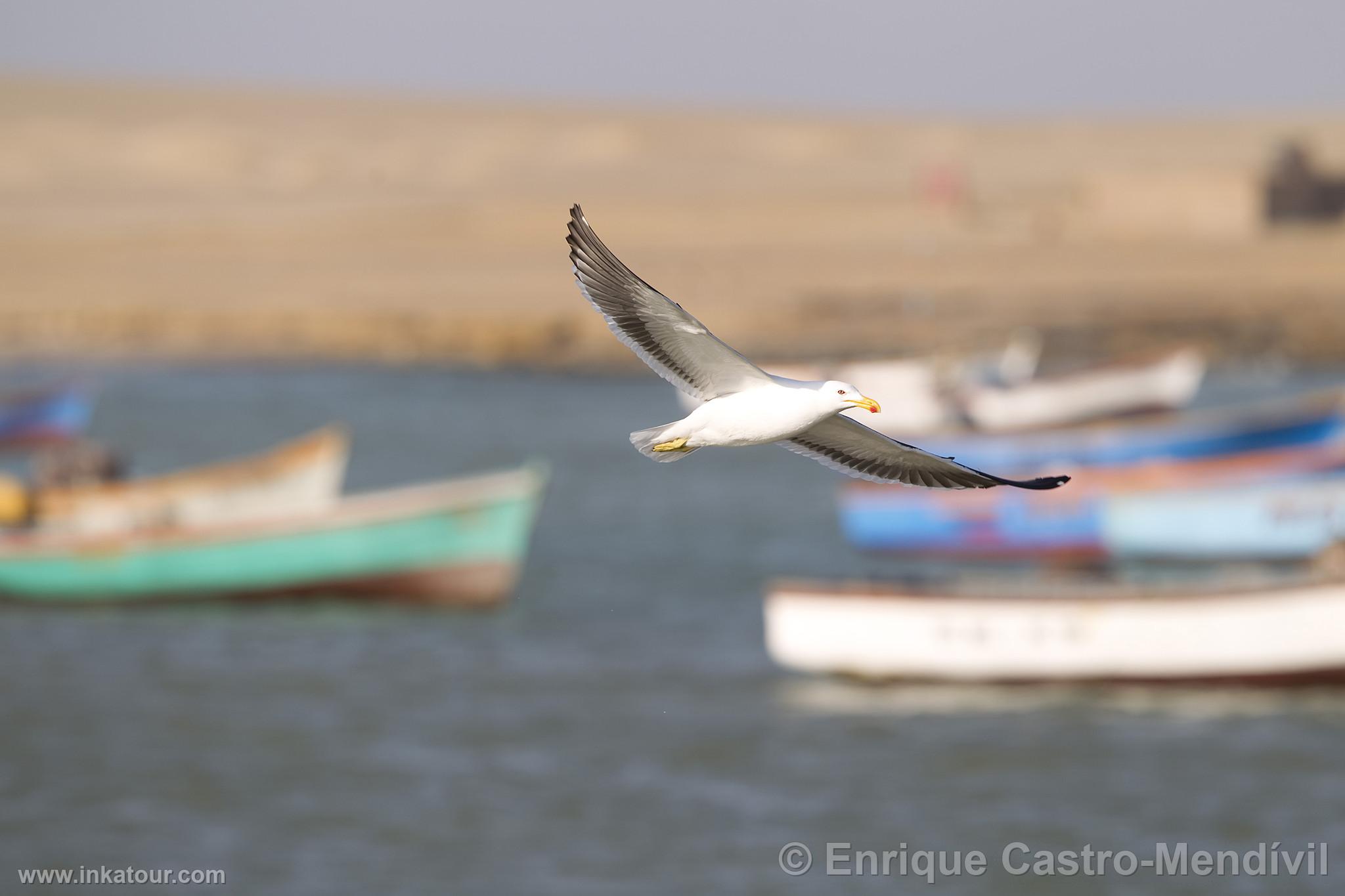 Photo of Peru