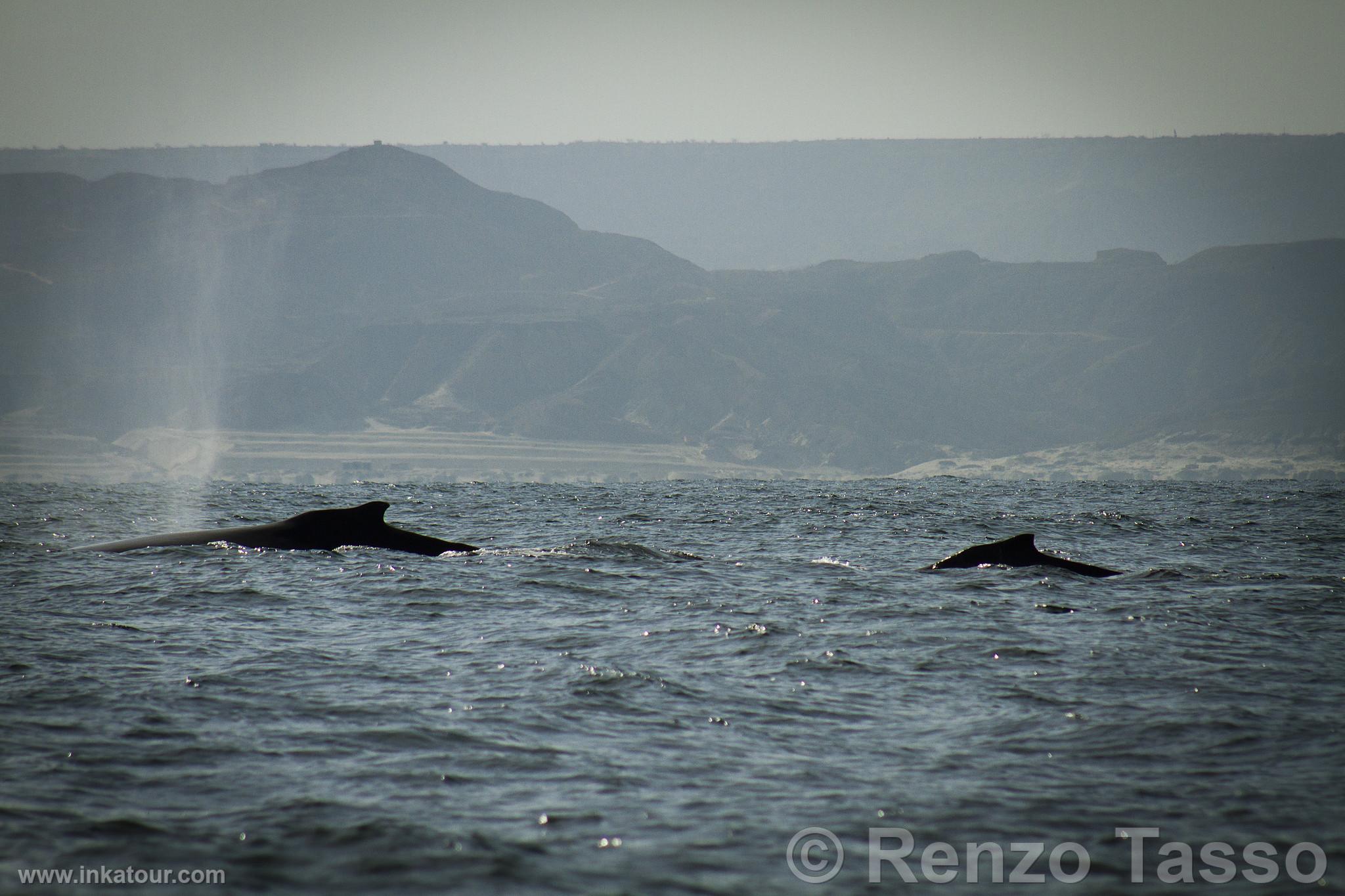 Photo of Peru