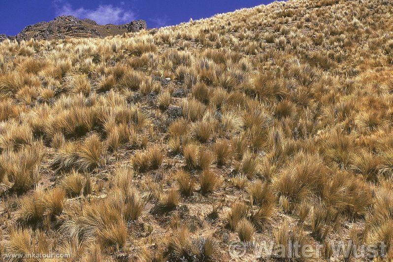 Photo of Peru