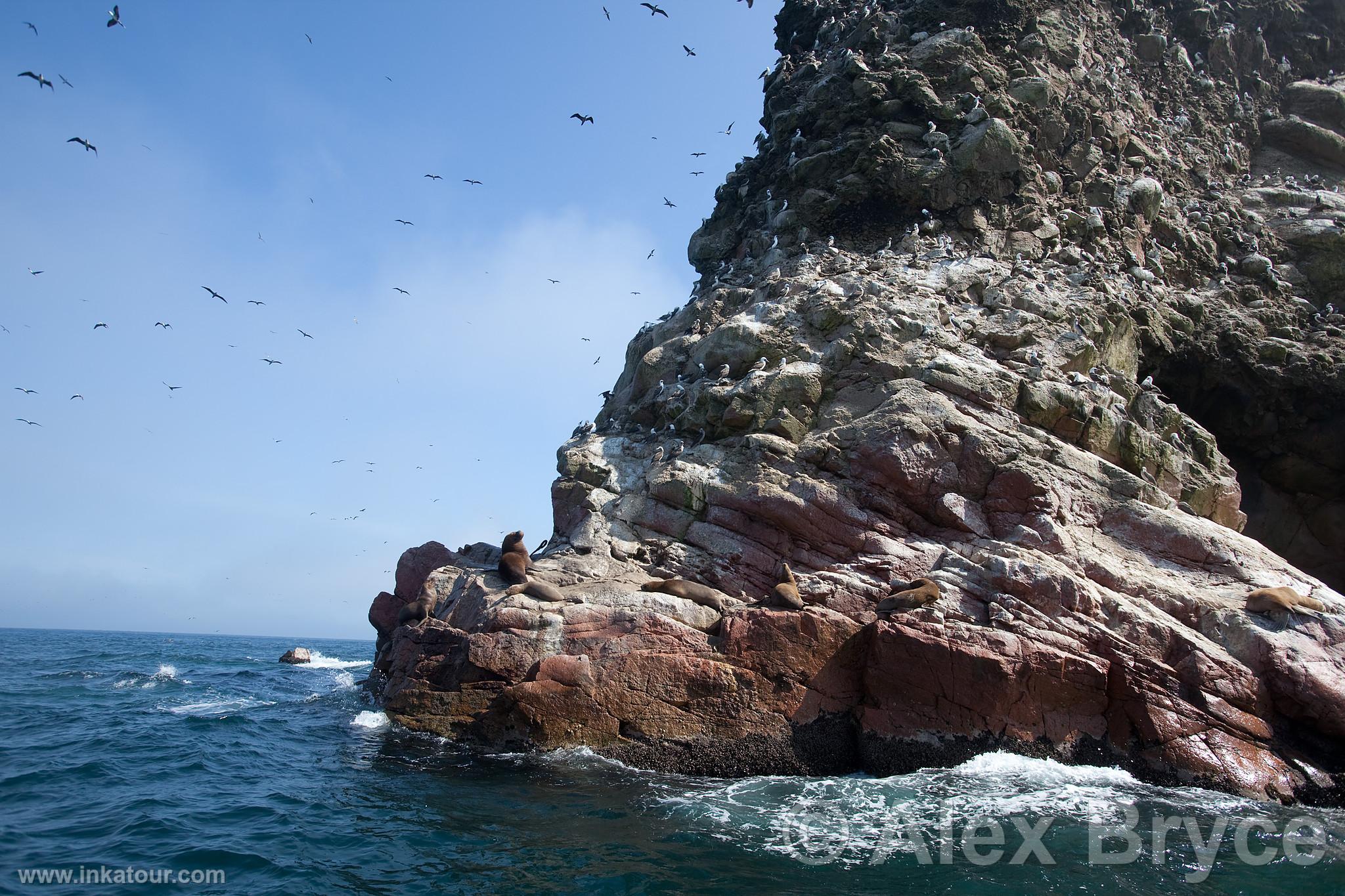 Ballestas, Paracas