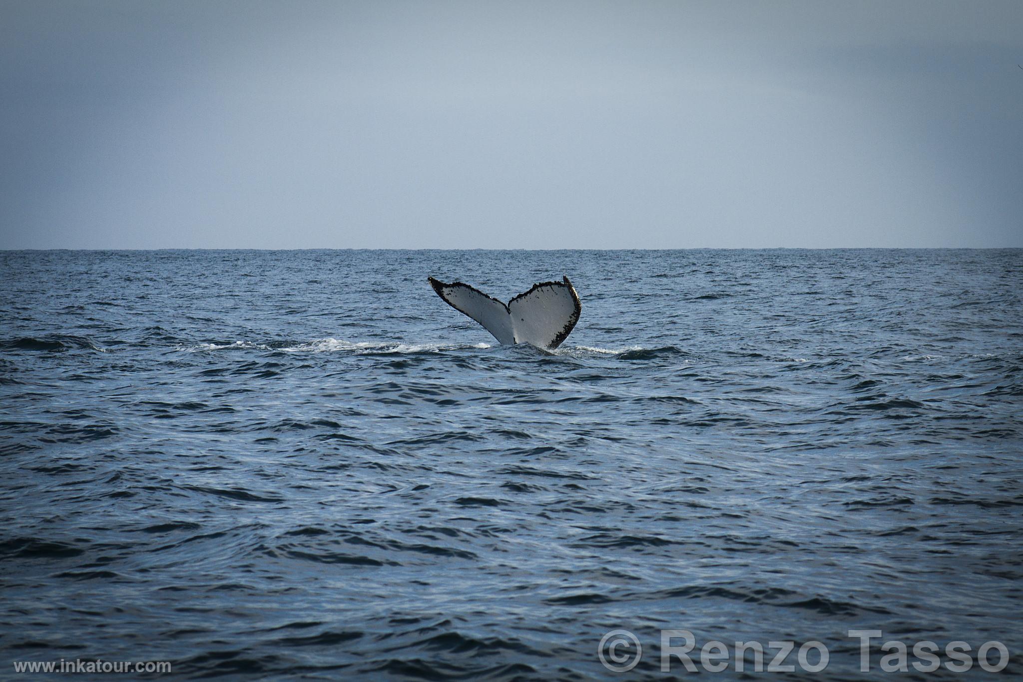 Whale Watching