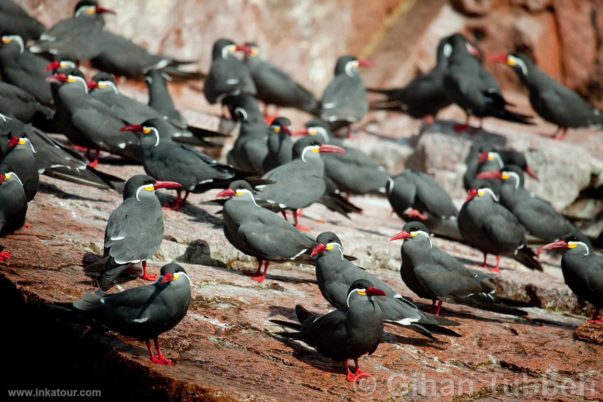 Photo of Peru