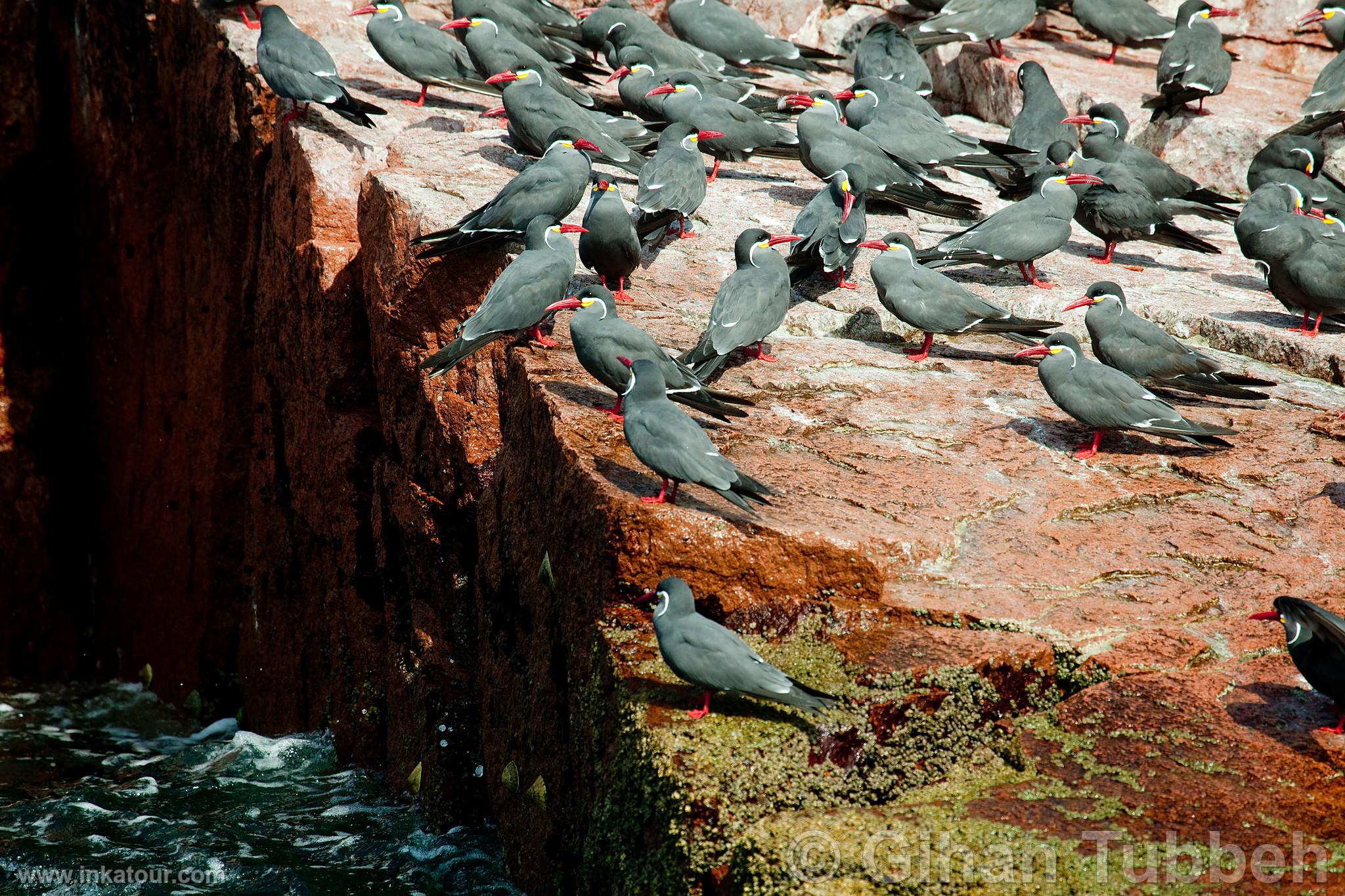 Photo of Peru