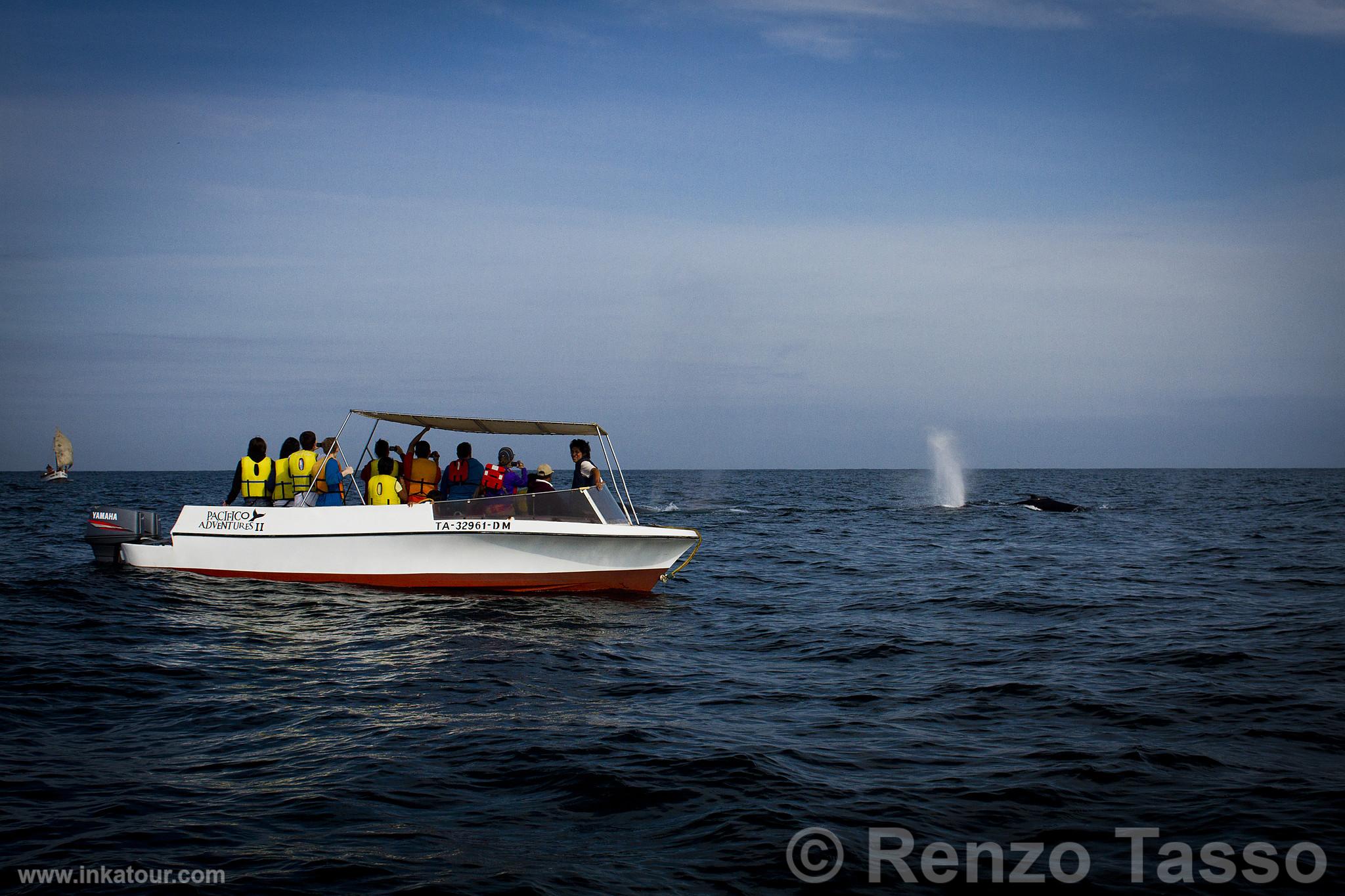 Whale Watching