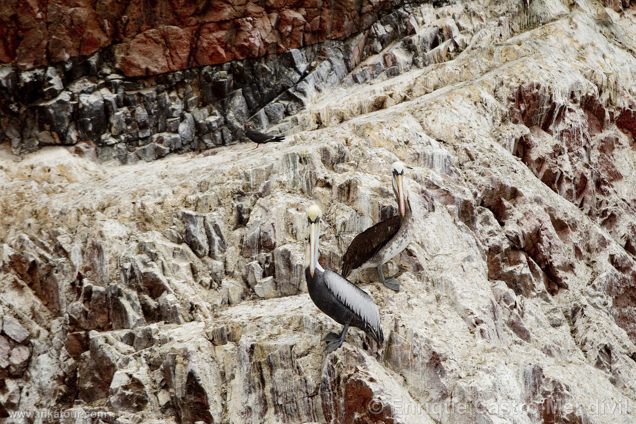 Photo of Peru