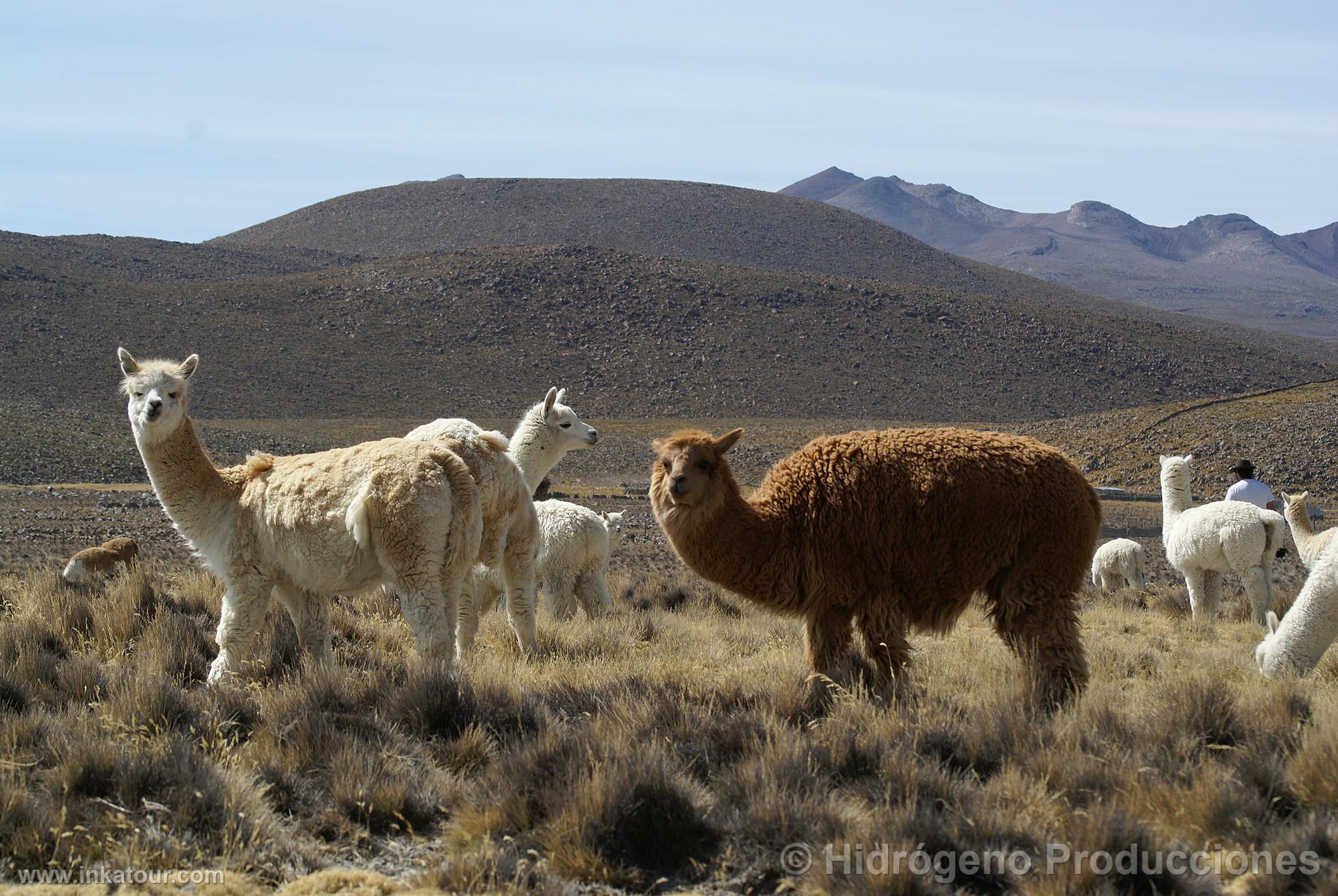 Alpacas