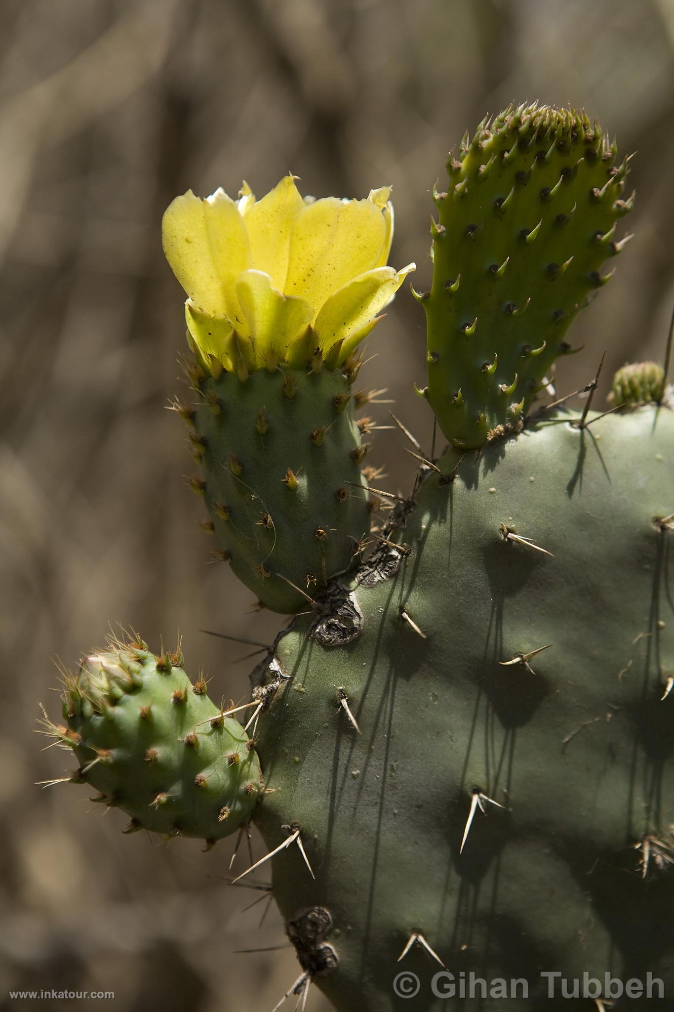 Choquequirao, Cactus and Flower