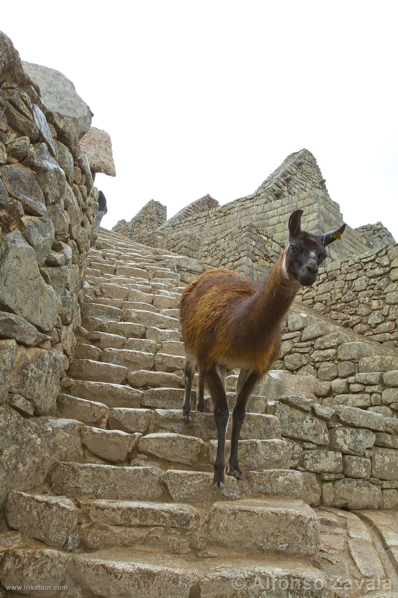 Citadel of Machu Picchu