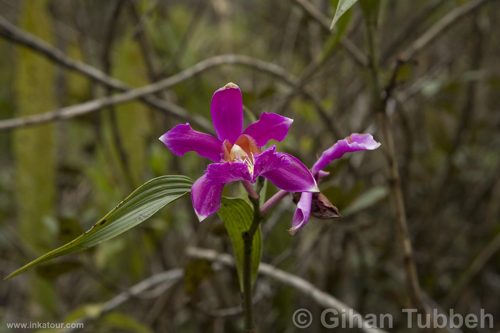 Orchid on the Way to Choquequirao