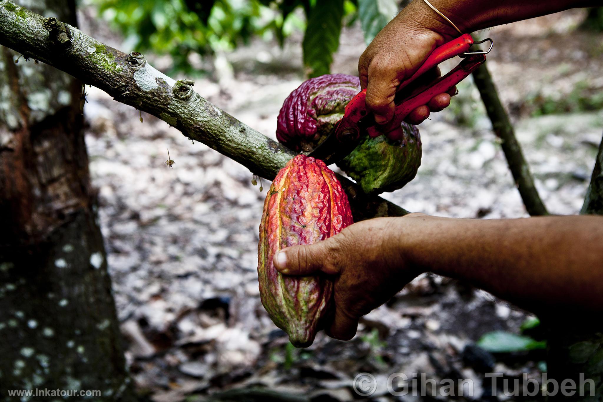 Cacao Harvest