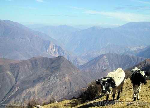 White Cordillera