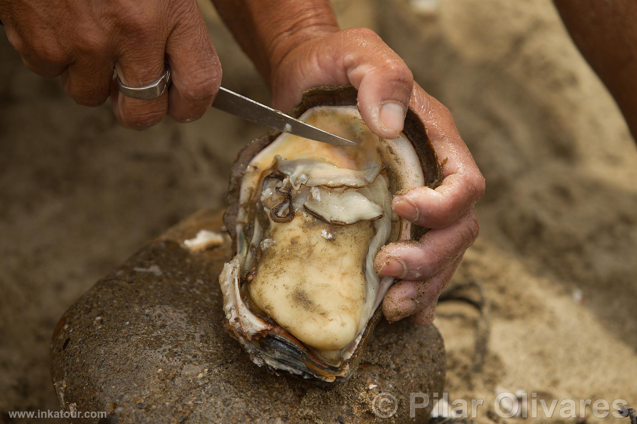 Mollusk Harvesting