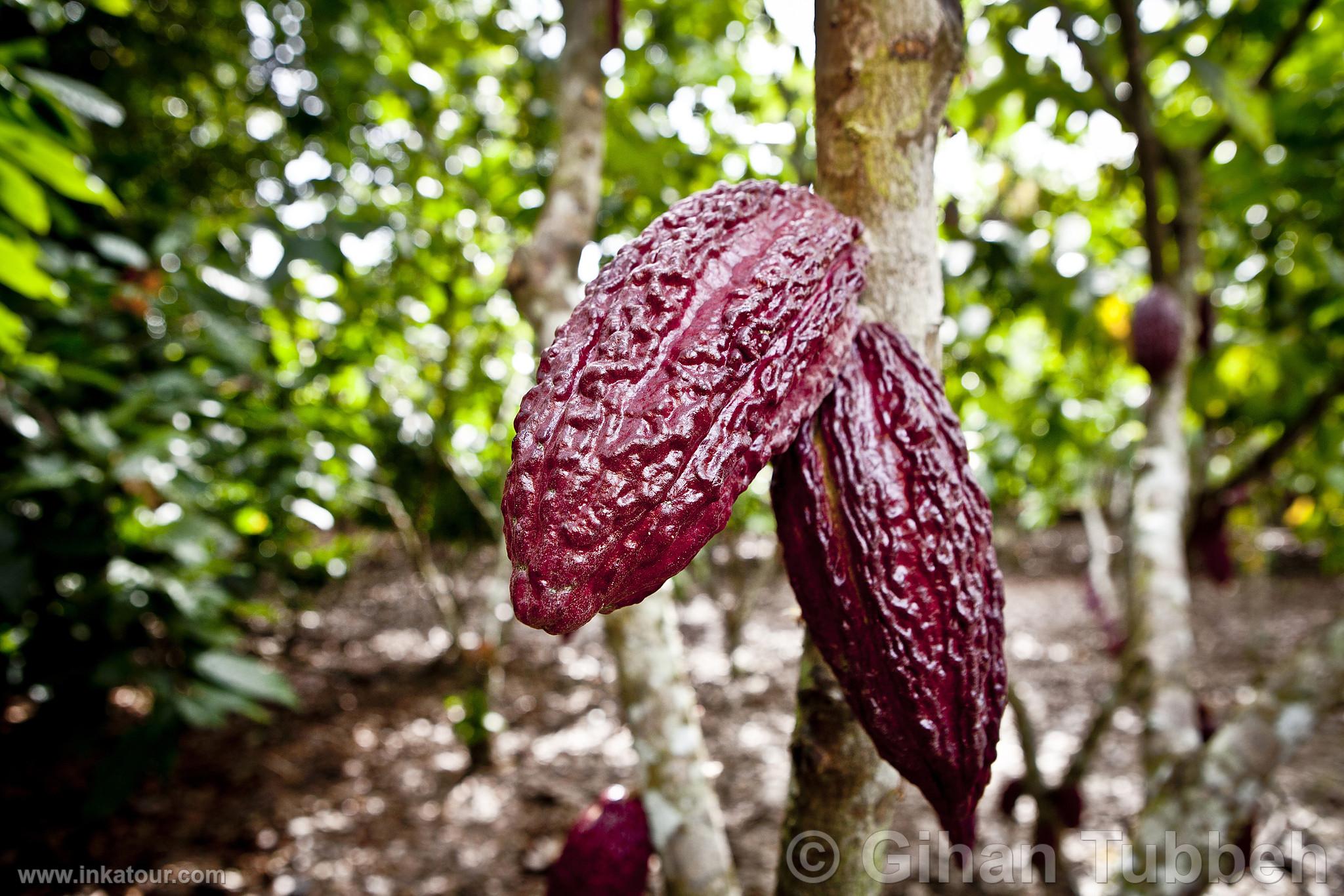 Cocoa Fruits