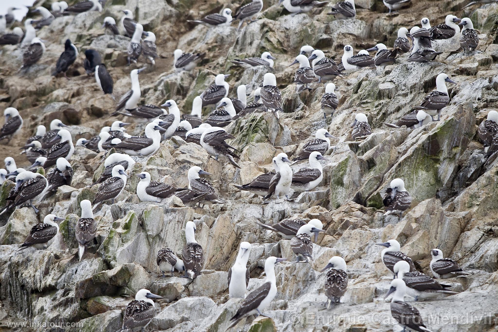 Photo of Peru