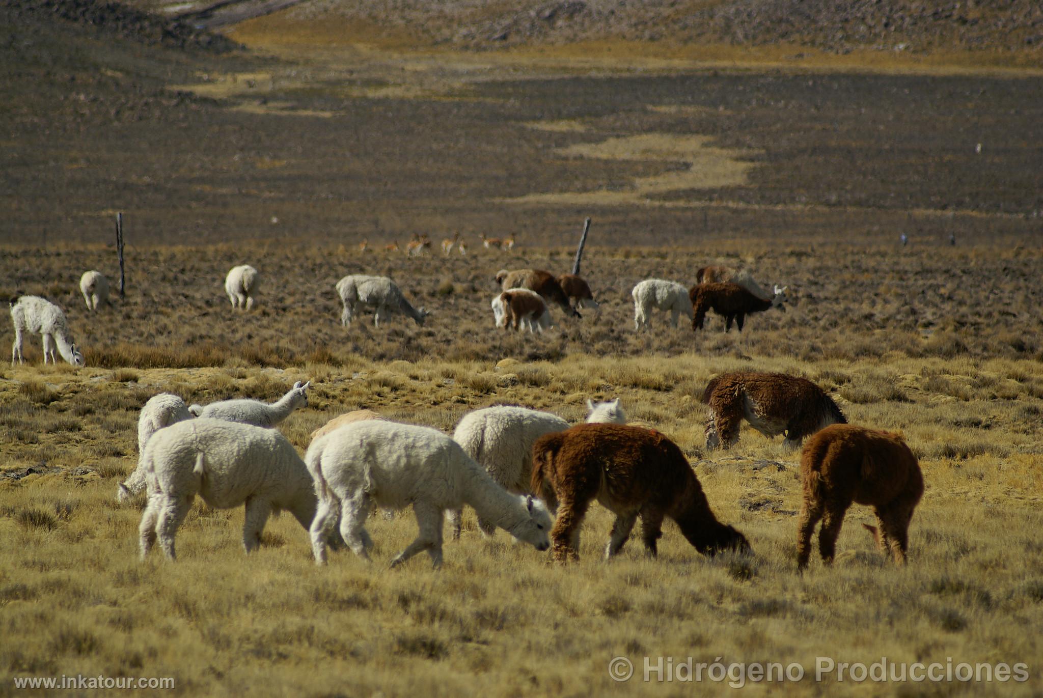 Alpacas