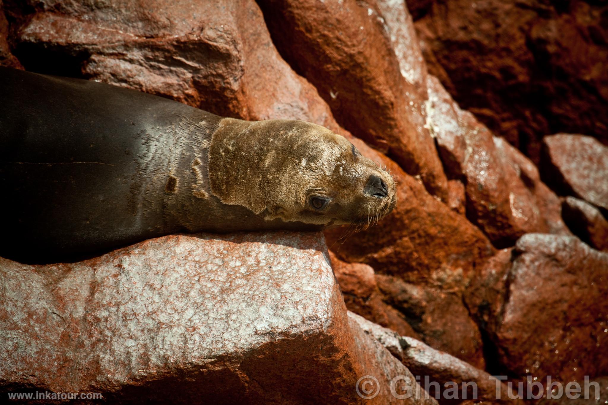 Photo of Peru