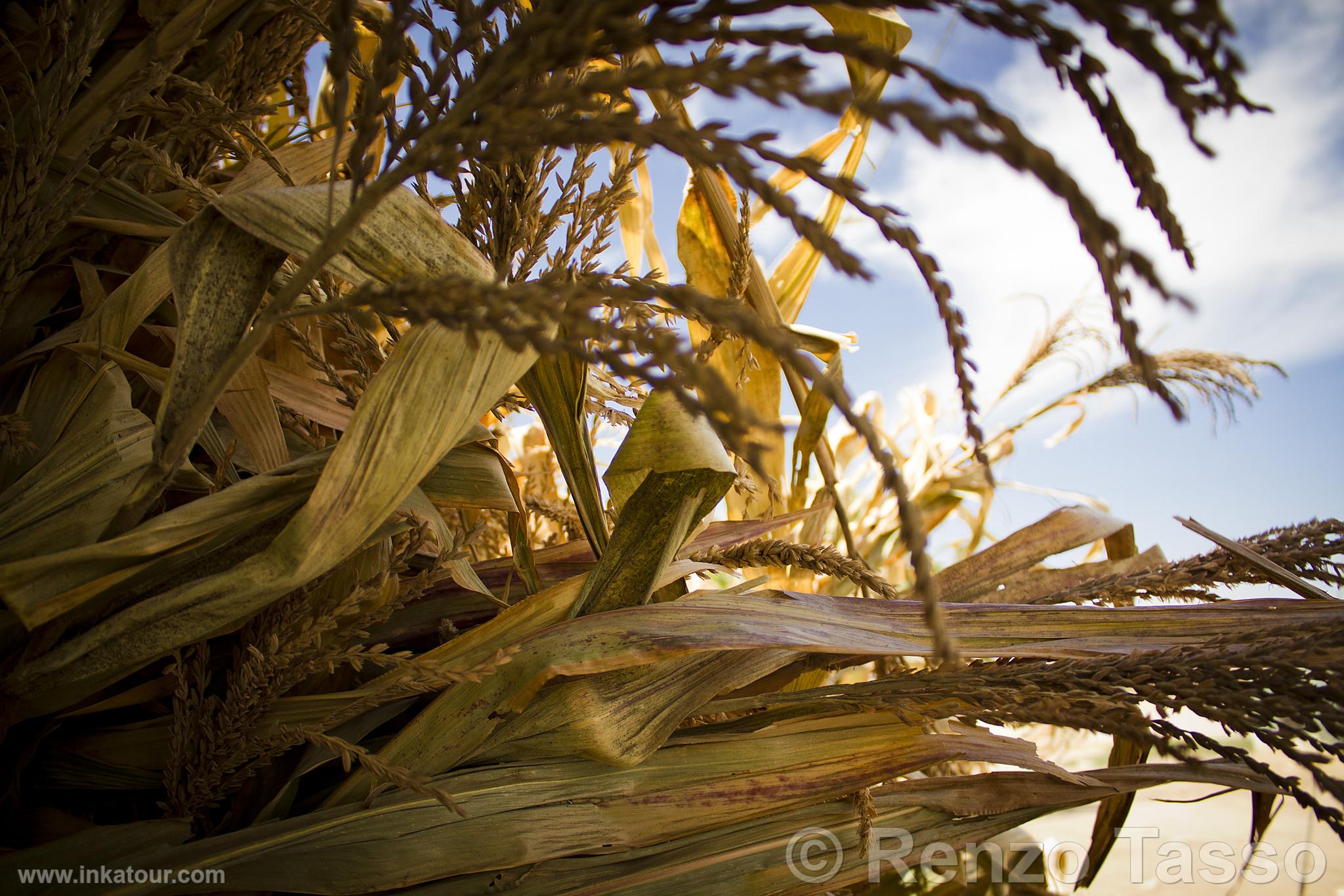 Photo of Peru