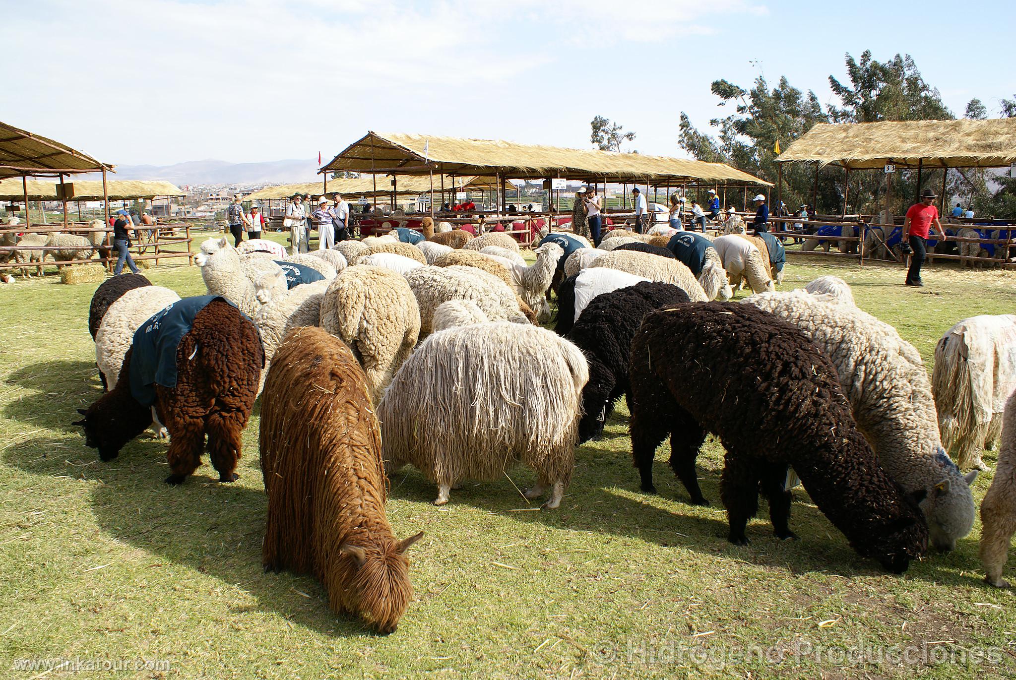 Photo of Peru