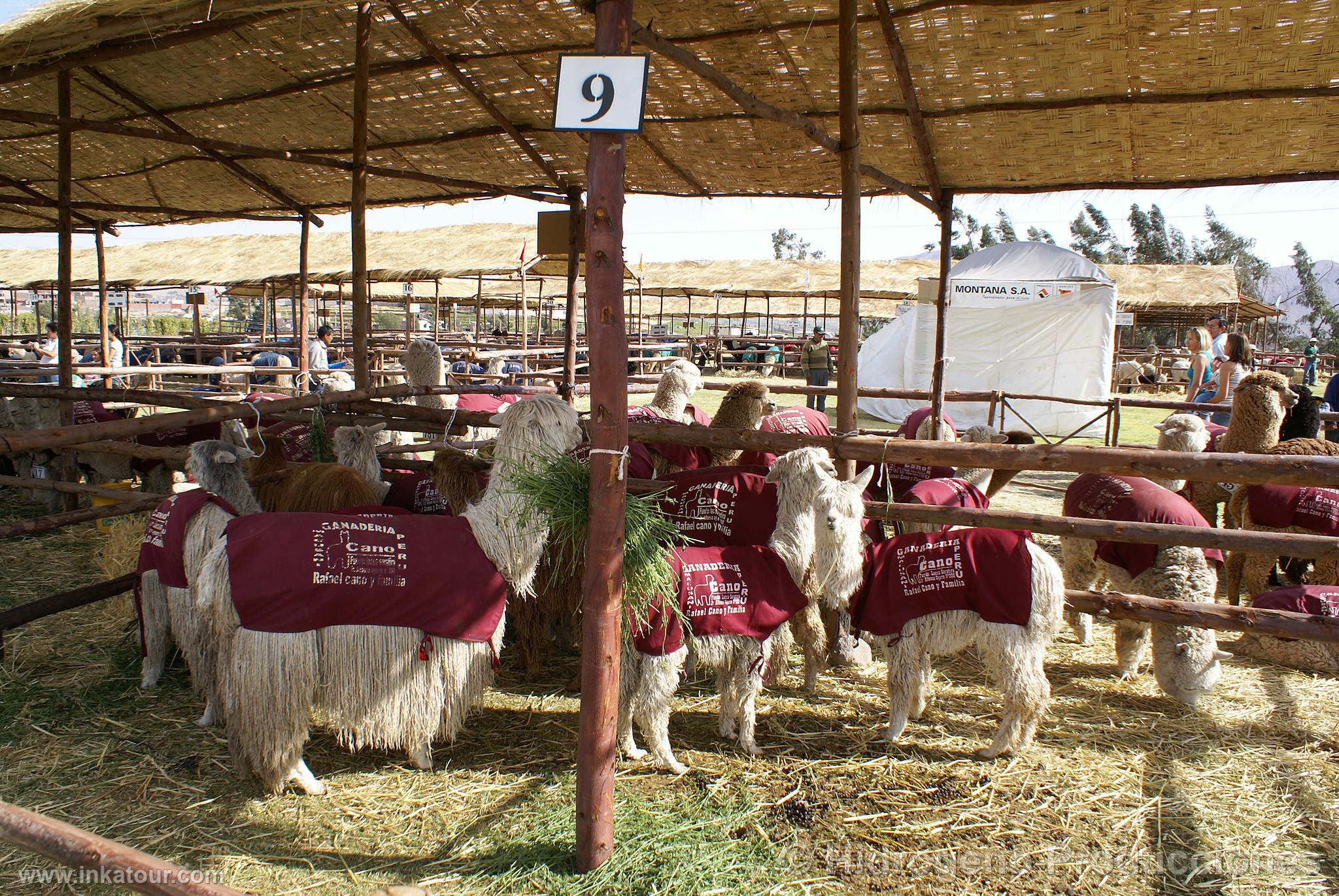 Photo of Peru