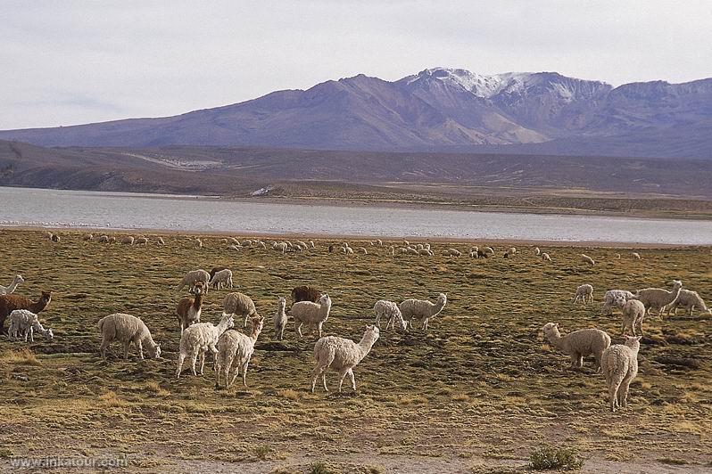 Photo of Peru