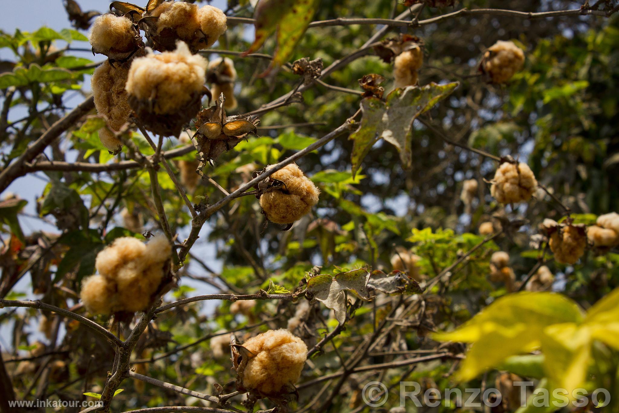 Native Cotton