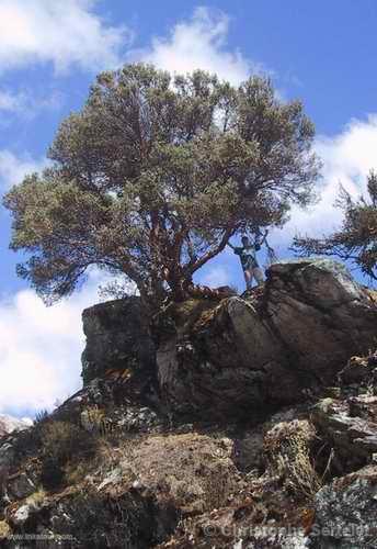 White Cordillera