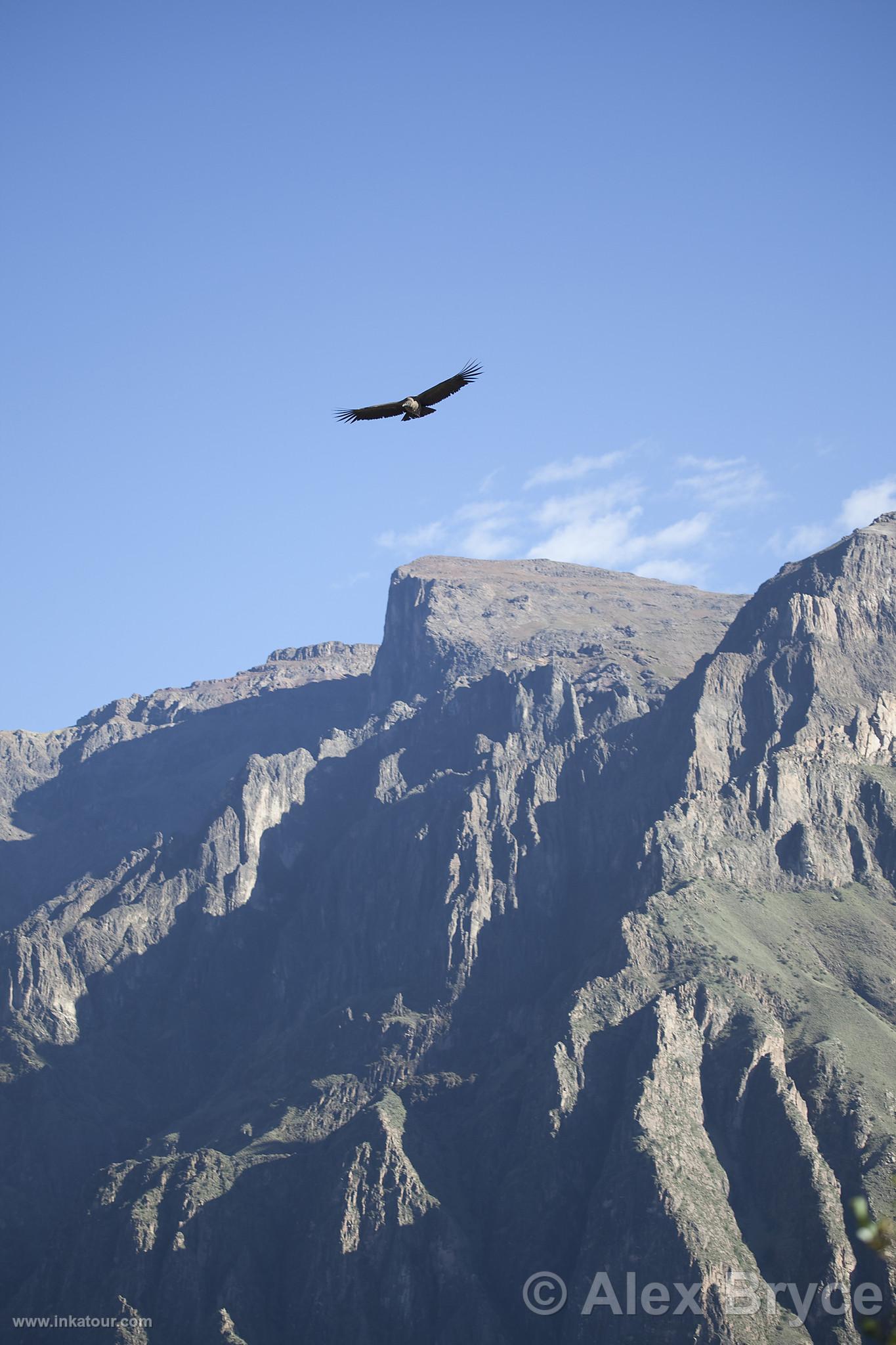 Colca Canyon