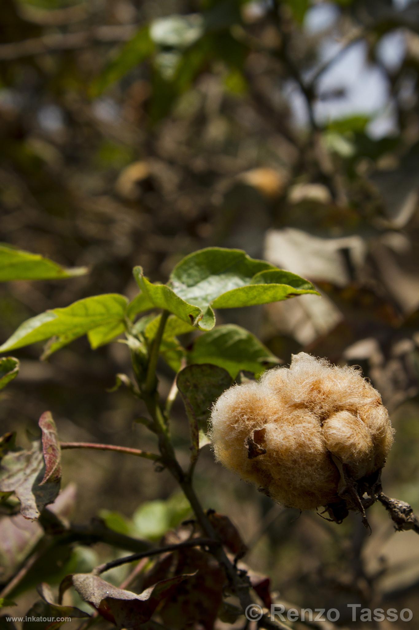 Native Cotton