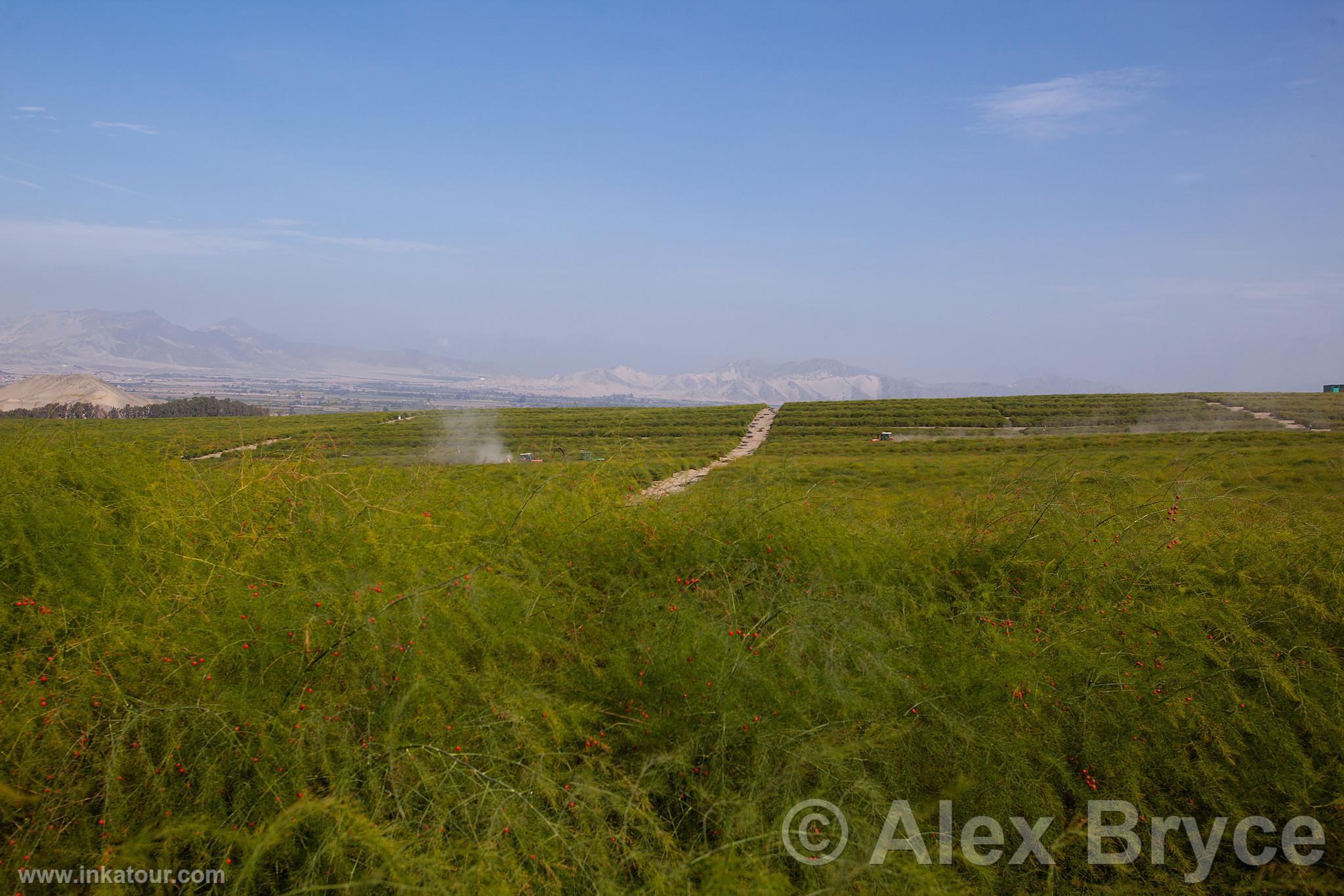 Photo of Peru