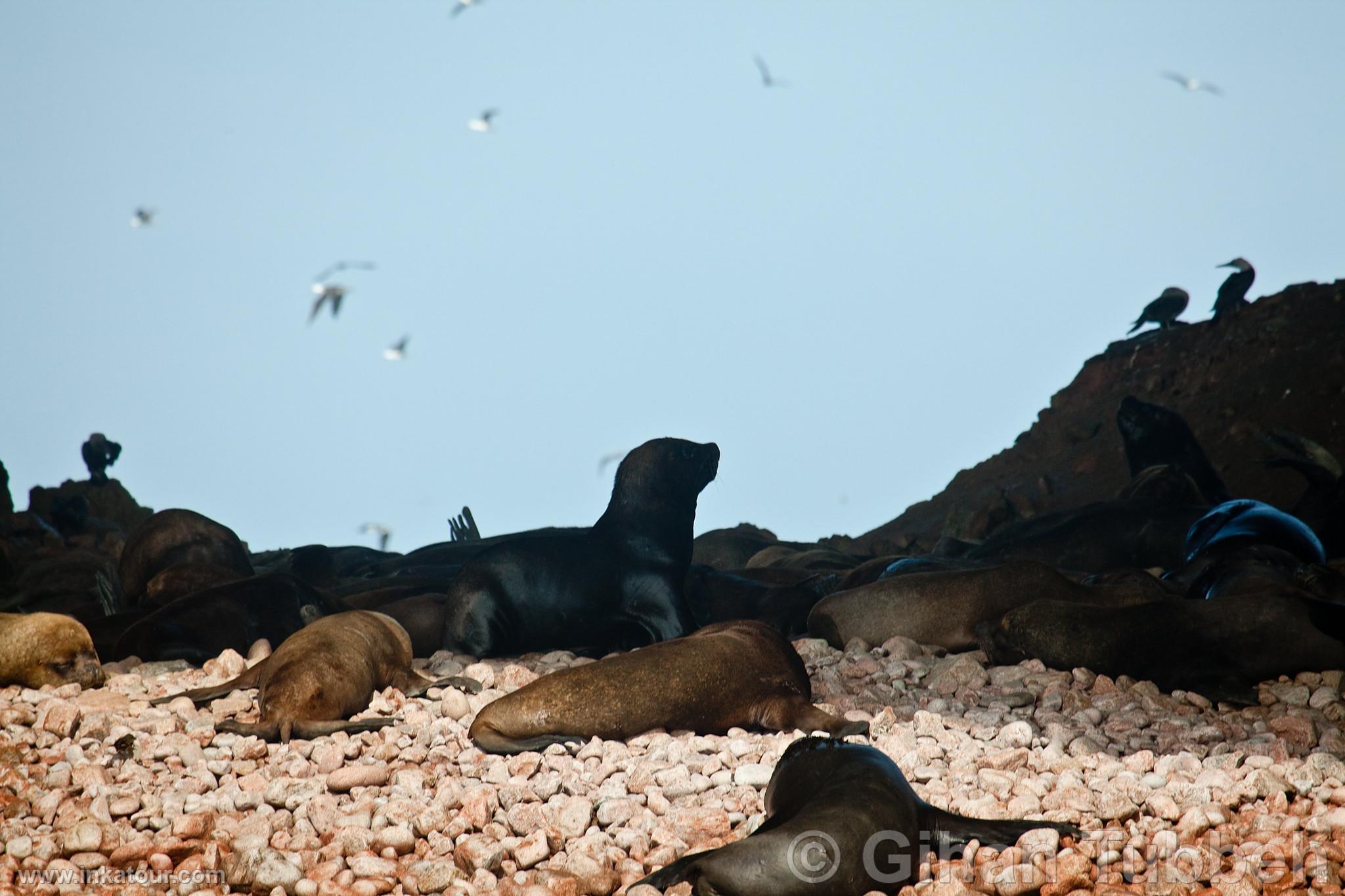 Photo of Peru