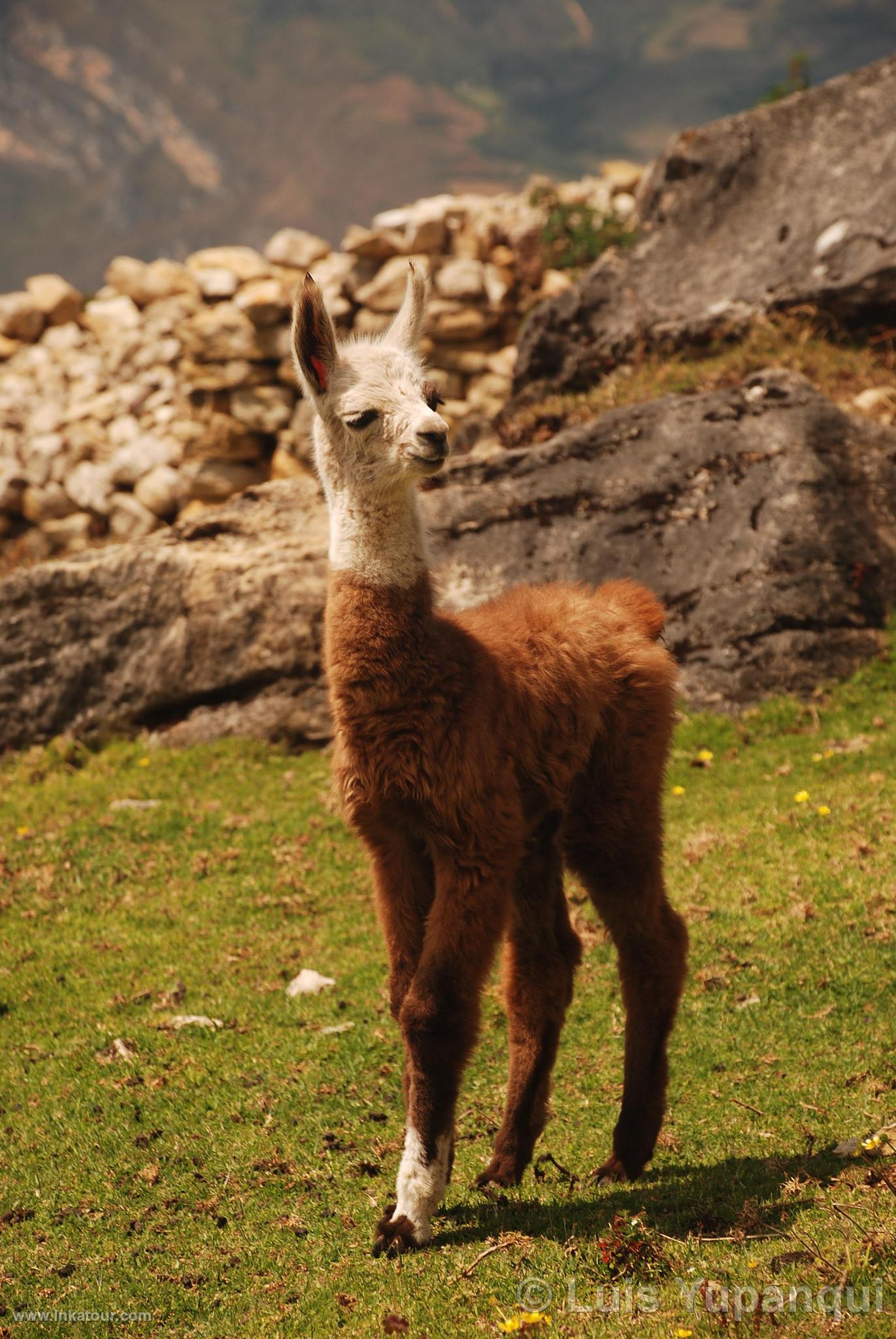 Photo of Peru