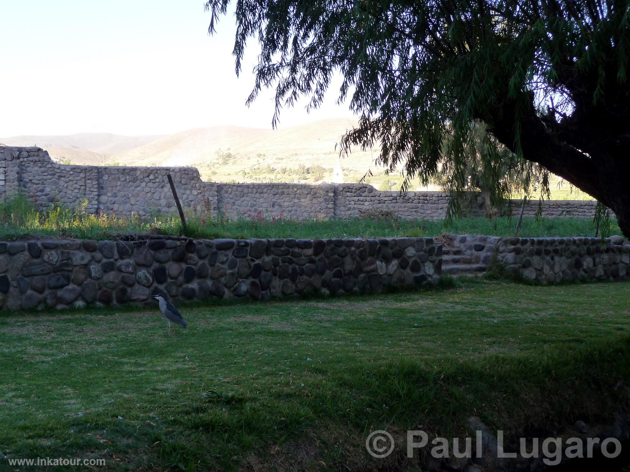 Arequipa