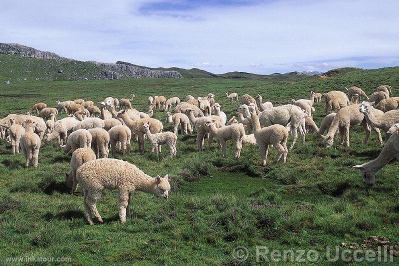 Photo of Peru