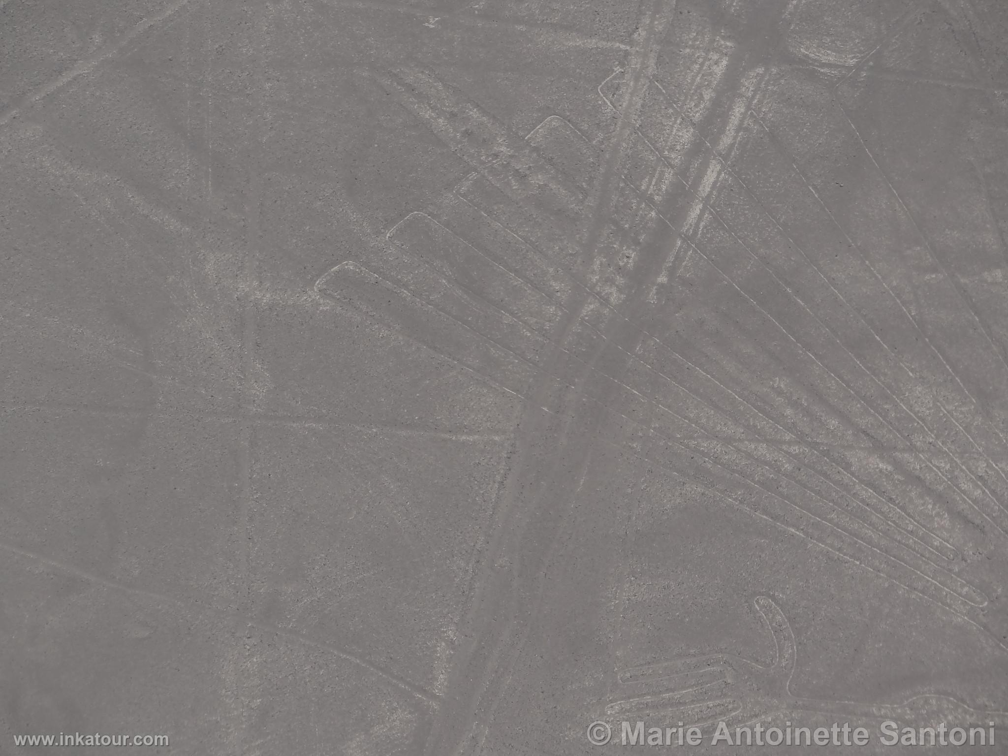 Nazca lines